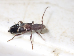Ectosticta cleroides