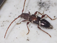 Ectosticta cleroides