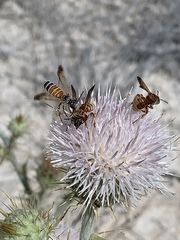 Dieunomia nevadensis