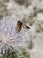 Dieunomia nevadensis