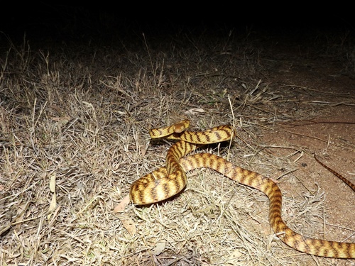 Brown Tree Snake sighting