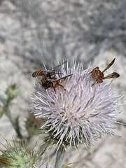 Dieunomia nevadensis