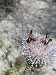Dieunomia nevadensis