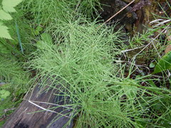 Equisetum sylvaticum