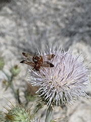 Dieunomia nevadensis