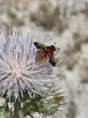 Dieunomia nevadensis