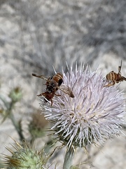 Dieunomia nevadensis