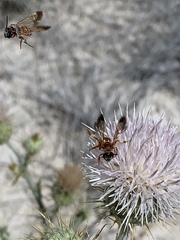 Dieunomia nevadensis