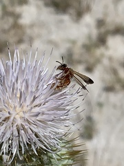 Dieunomia nevadensis