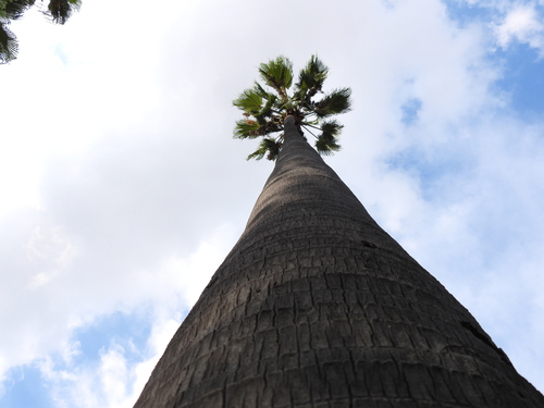 Washingtonia robusta