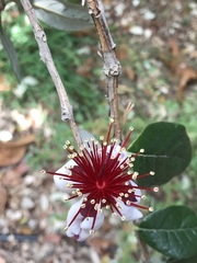 Feijoa sellowiana