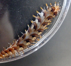 Lepidonotus melanogrammus