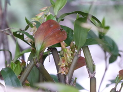Pholidota articulata