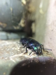 Temnoscheila virescens