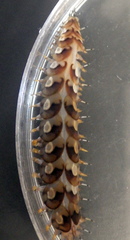 Lepidonotus melanogrammus