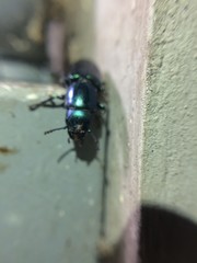 Temnoscheila virescens