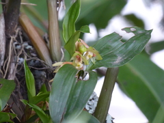 Pholidota articulata