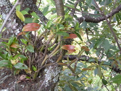 Pholidota articulata