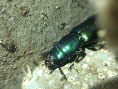 Temnoscheila virescens