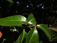 Syzygium hemisphericum