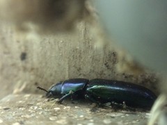 Temnoscheila virescens