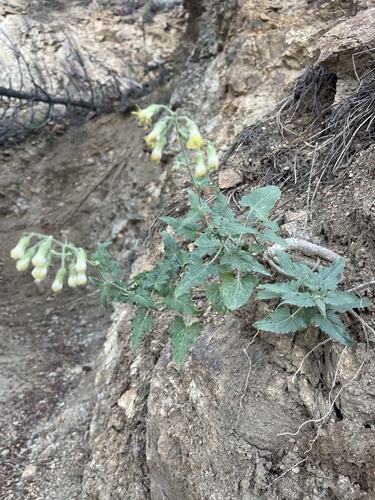 Image of Brickellia grandiflora by (c) Christine Laney, some rights reserved (CC BY)