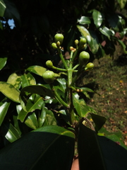 Syzygium hemisphericum
