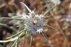 Exoacantha heterophylla