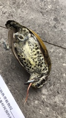 Picumnus innominatus