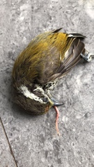 Picumnus innominatus