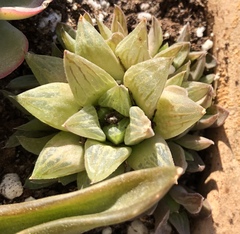 Haworthia retusa