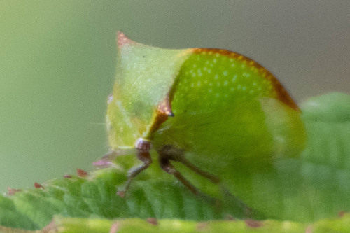 Stictocephala stimulea