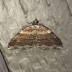 Anticlea multiferata