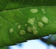 Diplocarpon