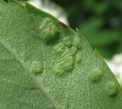 Diplocarpon
