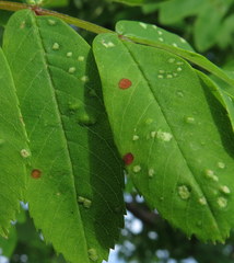 Diplocarpon