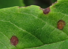 Diplocarpon