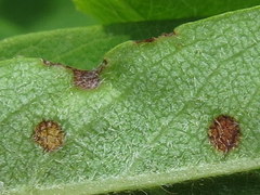Diplocarpon