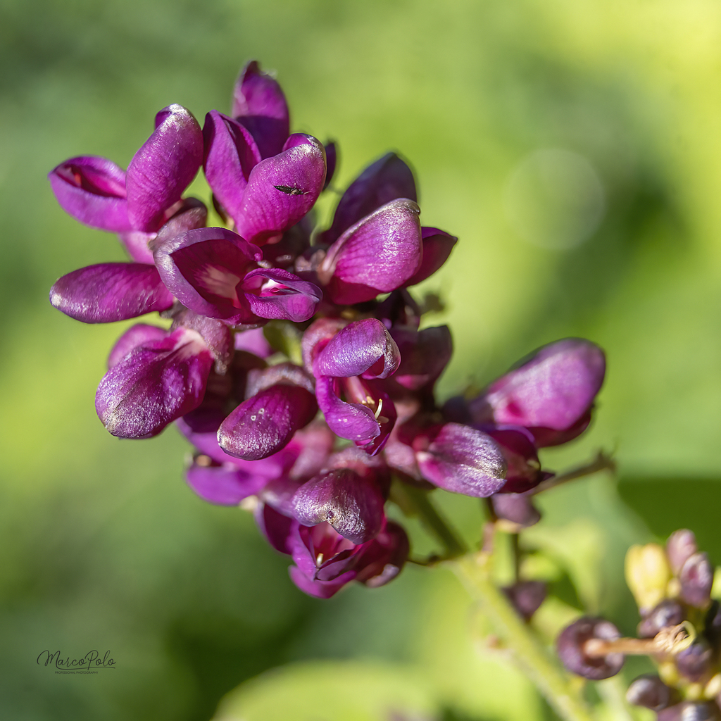 Lonchocarpus sinaloensis