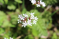 Valerianella ozarkana