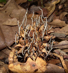 Xylaria liquidambar