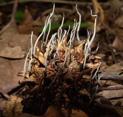 Xylaria liquidambar