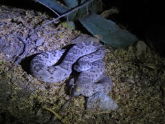 Crotalus atrox