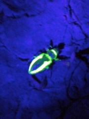 Naupactus sulphurifer