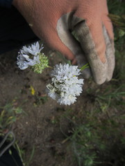 Gilia capitata