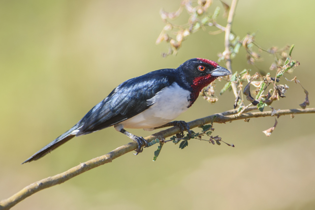 Crimson-fronted Cardinal illustration