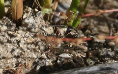Juncus tiehmii