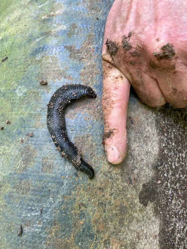 Haemopis ottorum
