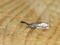 Raphidia ophiopsis