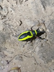 Naupactus sulphurifer